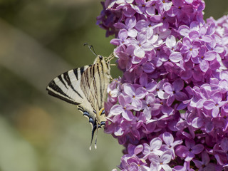 Iphiclides podalirius. Le flambé ou voilier, papillon aux grandes ailes de forme triangulaire flambées de blanc et noir à longue queue colorée © Marc
