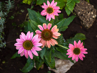 Blütenpracht verschiedener Blumen im Garten