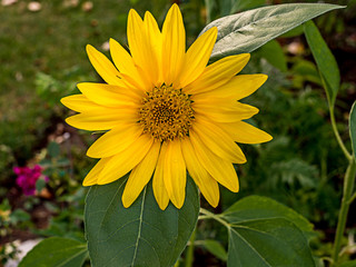 Blütenpracht verschiedener Blumen im Garten