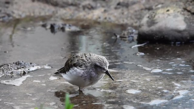 HD video of one Semipalmated Sandpiper vigorously eating in shallow water.
