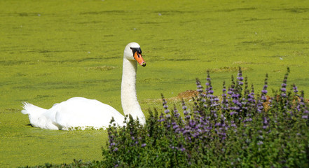 cygne lavande
