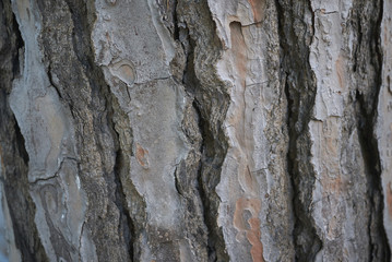 cluster pine bark