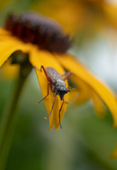 Macro Fly