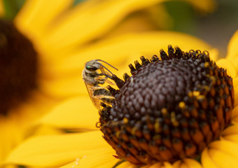 Macro Wasp