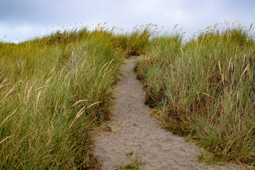 sandy path over the dunes to the pacific ocean in oregon