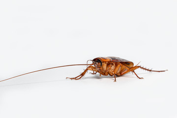 Cockroach brown on isolated white background