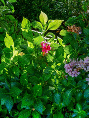 Blütenpracht verschiedener Blumen im Garten