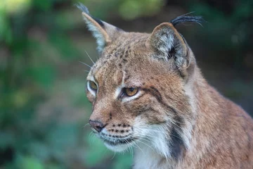 Fotobehang Hoofd portret van wilde Euraziatische lynx (Lynx lynx) © DanRentea