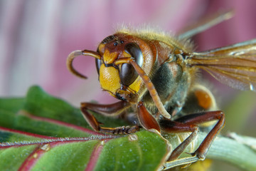 Hornet Macro