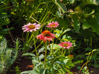Blütenpracht verschiedener Blumen im Garten