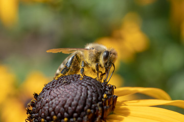 Bee Macro