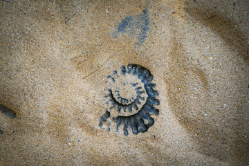 Fossil Ammonite for fuel and gas industry