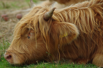 Lazy highlander in the Scottish fields