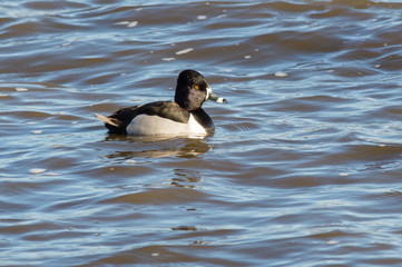 Ring-necked Duck in Profile