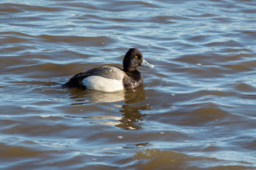 Lesser Scaup in Profile