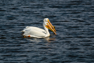 A Pair of White Pelicans