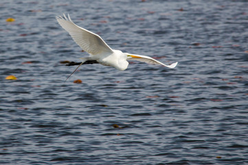 Egret's Early Morning Flight