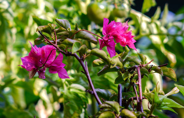 Fototapeta premium Blütenpracht verschiedener Blumen im Garten