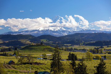 Mount Hood over Fruit Orchards in Hood River Oregon