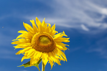 sunflower and bee