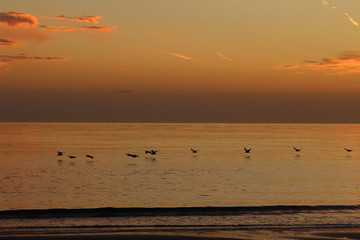 Fototapeta na wymiar Vögel am Meer in eine wundervollen Abendstimmung