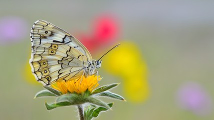Melanargia larissa  410