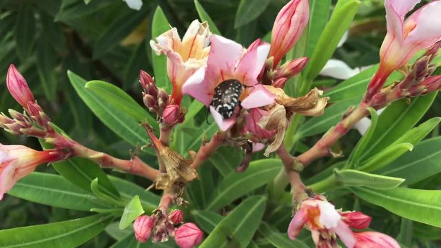 Trauerrosenk&auml;fer in einer Pflanze