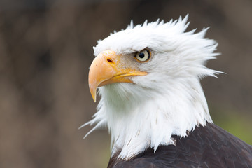 Bird of prey portrait