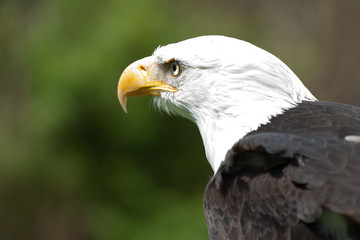 American eagle portrait