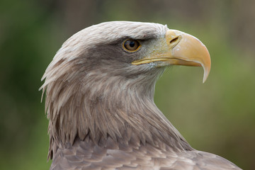 Golden eagle portrait