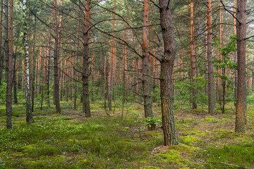 Summer morning in beautiful green pine forest
