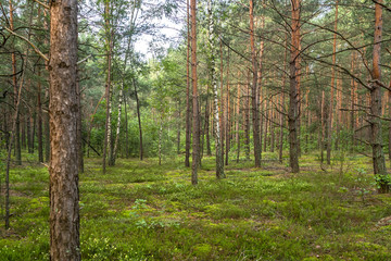 Summer morning in beautiful green pine forest