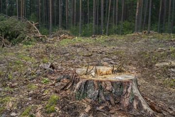 Deforestation concept. Stumps, logs and branches of tree after cutting down forest