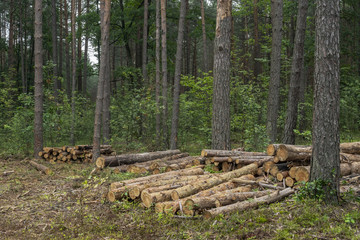 Deforestation concept. Stumps, logs and branches of tree after cutting down forest