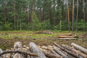 Fototapeta premium Deforestation concept. Stumps, logs and branches of tree after cutting down forest