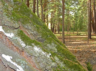 Moss on the tree