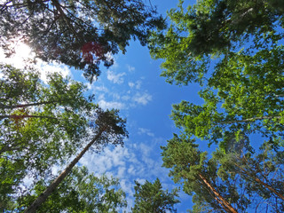 Sky in the forest