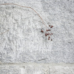Rose Hips Composition on Gray Granite