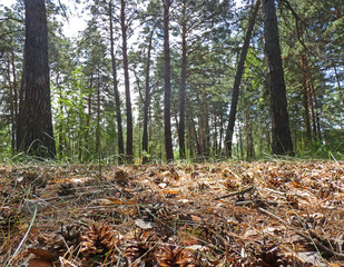 Carpet in the forest