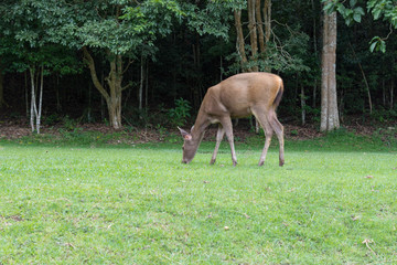 鹿・自然・食事・動物
