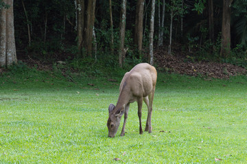 鹿・自然・食事・動物