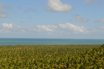 Mar de coqueiros