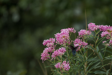 Butterfly Landing on a Bush