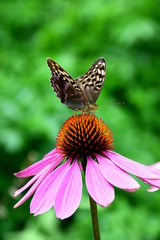 Schmetterling, Echinacea, Sonnenhut