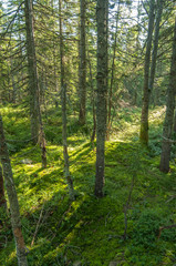 Dry fir trees in the forest, summer, Carpathian mountains 5