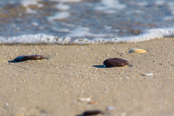 pebbles on the beach near the water