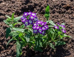 the hybrid of the primrose variety grows in the garden, the plant is lit by the sun, a young little low bush, pointed dark green foliage, a bright purple color of flowers with a white center