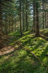 The shadow of the trees on the grass 2