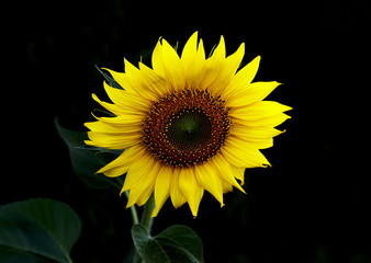 sunflower in the dark II