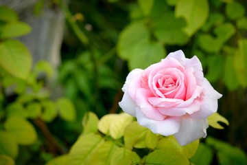 Pink Rose In Spring 